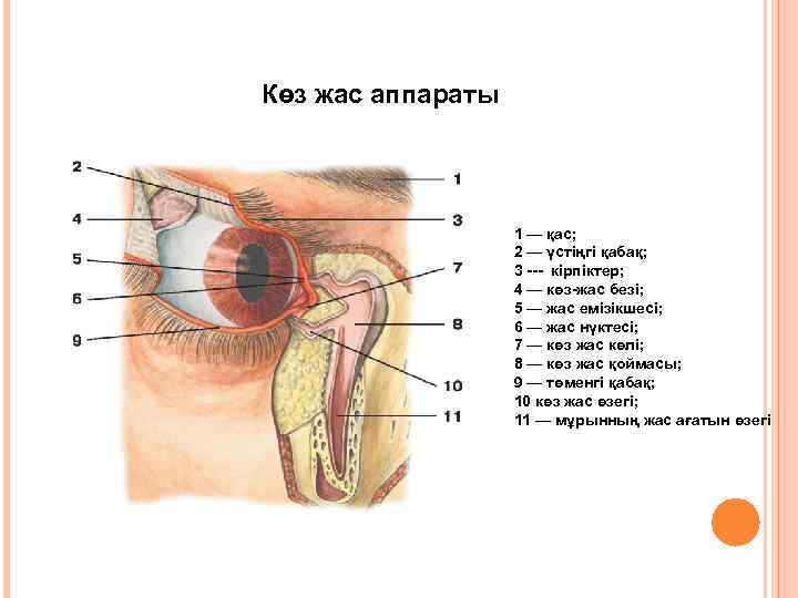 Көз жас аппараты 1 — қас; 2 — үстіңгі қабақ; 3 --- кірпіктер; 4