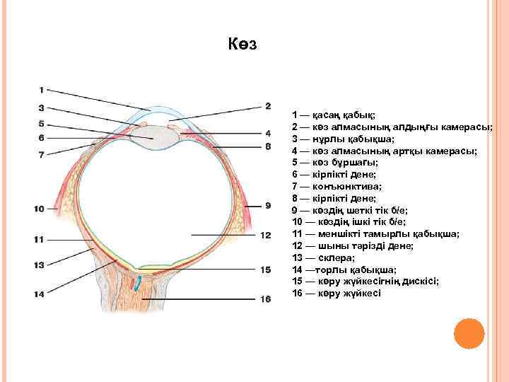 Көз 1 — қасаң қабық; 2 — көз алмасының алдыңғы камерасы; 3 — нұрлы