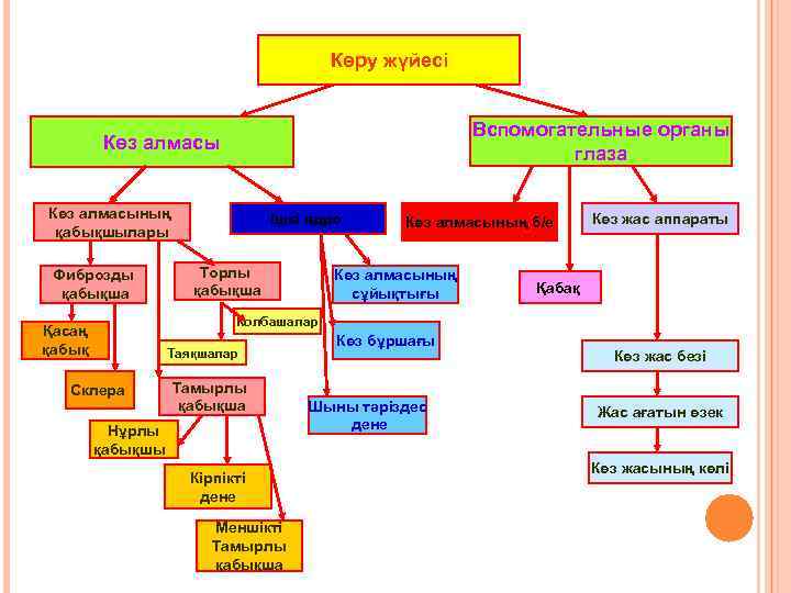 Көру жүйесі Вспомогательные органы глаза Көз алмасының қабықшылары Фиброзды қабықша Ішкі ядро Торлы қабықша
