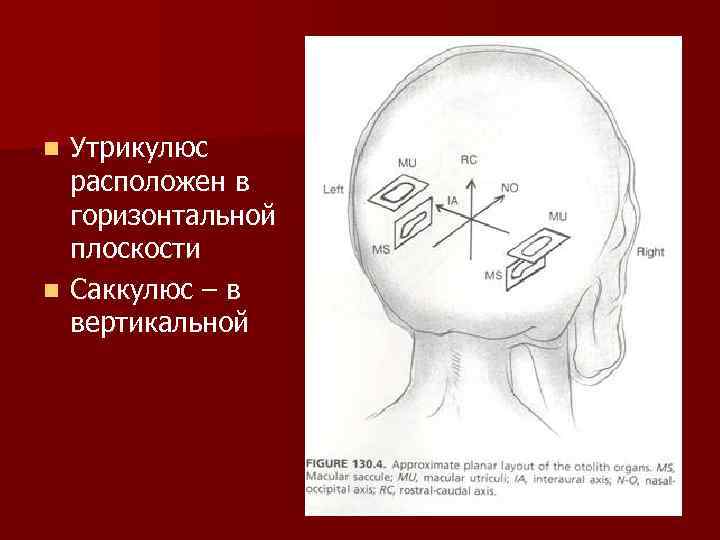 Утрикулюс расположен в горизонтальной плоскости n Саккулюс – в вертикальной n 