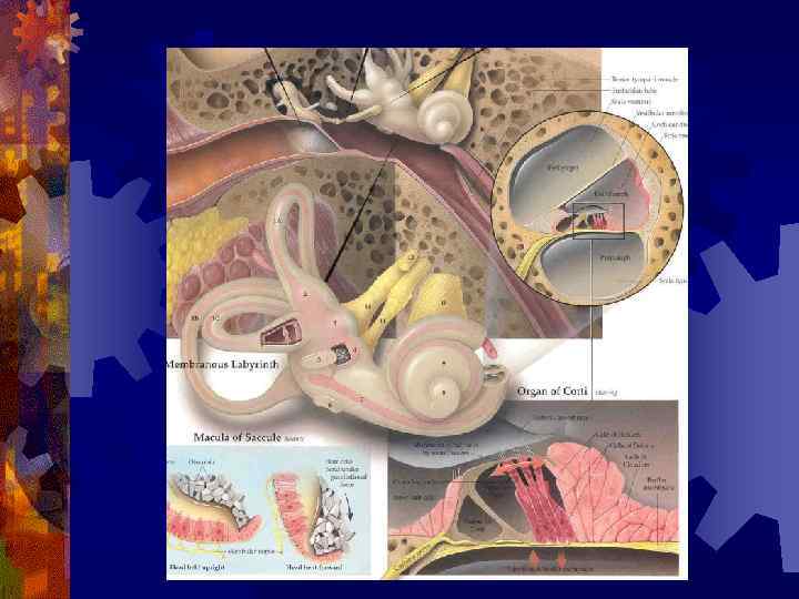 Презентация внутреннее ухо