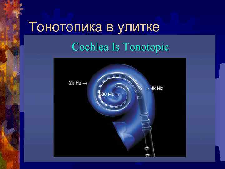 Тонотопика в улитке 