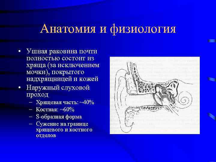 Впервые наружное ухо