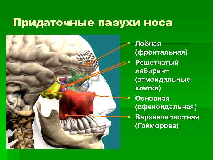 Придаточные пазухи носа § Лобная (фронтальная) § Решетчатый лабиринт (этмоидальные клетки) § Основная (сфеноидальная)