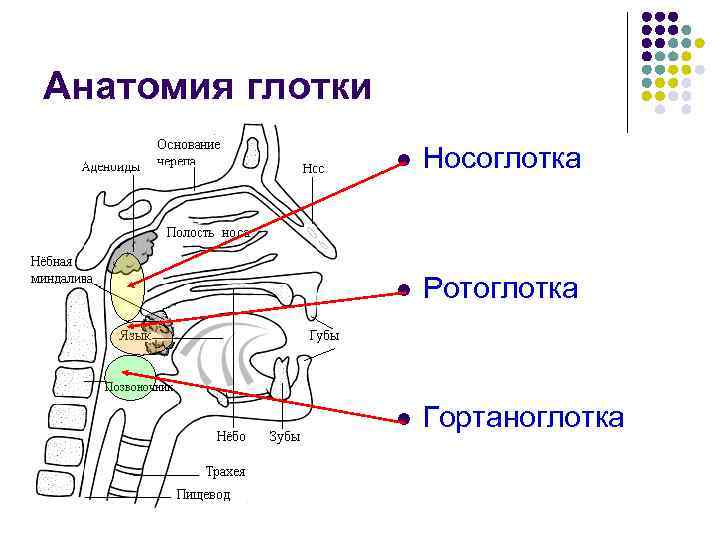 Анатомия глотки l Носоглотка l Ротоглотка l Гортаноглотка 