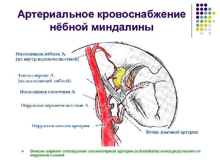 Артериальное кровоснабжение нёбной миндалины l Описан вариант отхождения тонзиллярной артерии (a. tonsillaris) непосредственно от