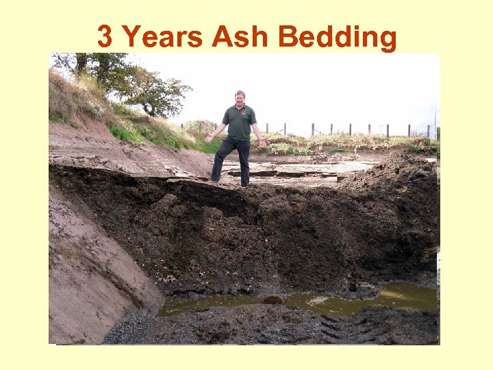 3 Years Ash Bedding 