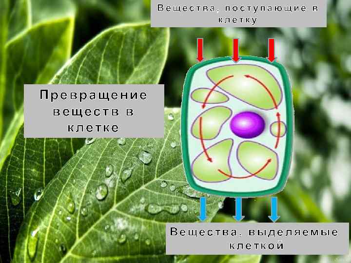 Вещества, поступающие в клетку Превращение веществ в клетке Вещества, выделяемые клеткой 