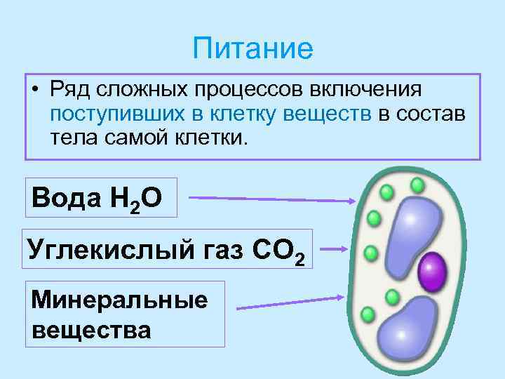 Питание • Ряд сложных процессов включения поступивших в клетку веществ в состав тела самой