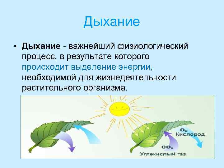 Дыхание • Дыхание - важнейший физиологический процесс, в результате которого происходит выделение энергии, необходимой