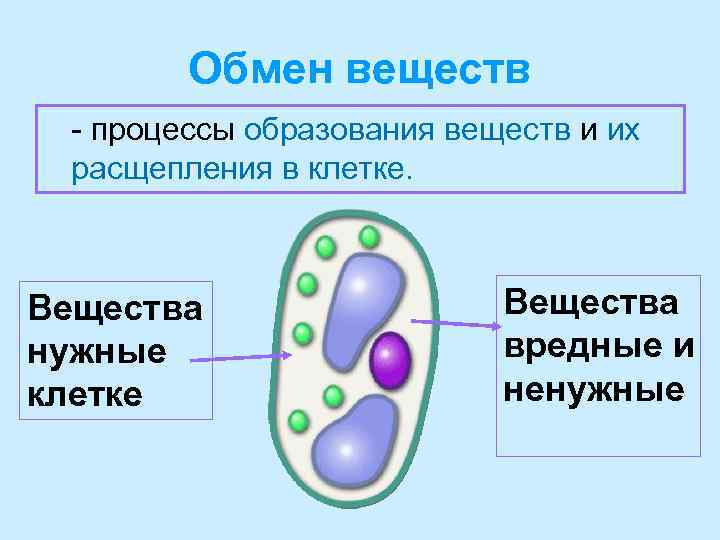 Обмен веществ - процессы образования веществ и их расщепления в клетке. Вещества нужные клетке