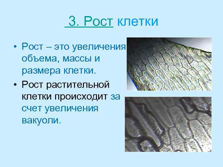 3. Рост клетки • Рост – это увеличения объема, массы и размера клетки. •