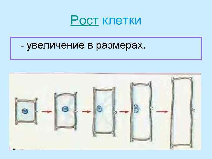 Рост клетки - увеличение в размерах. 