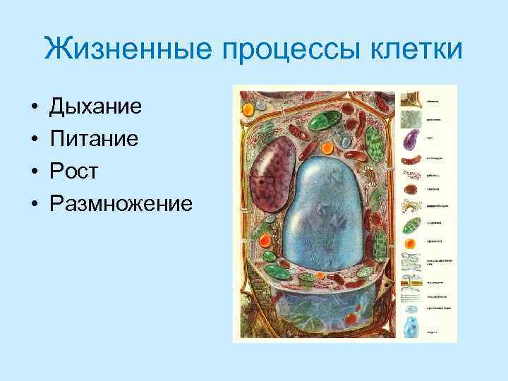 Жизненные процессы клетки • • Дыхание Питание Рост Размножение 