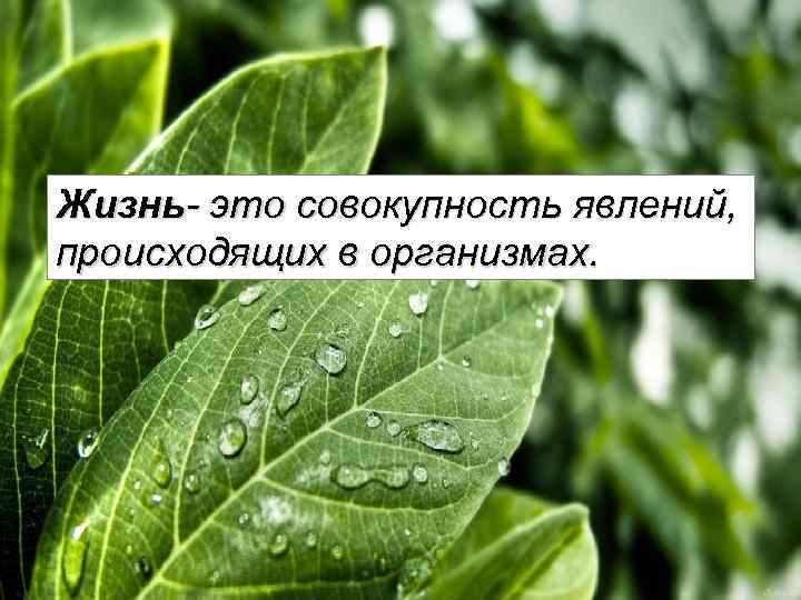 Жизнь- это совокупность явлений, происходящих в организмах. 