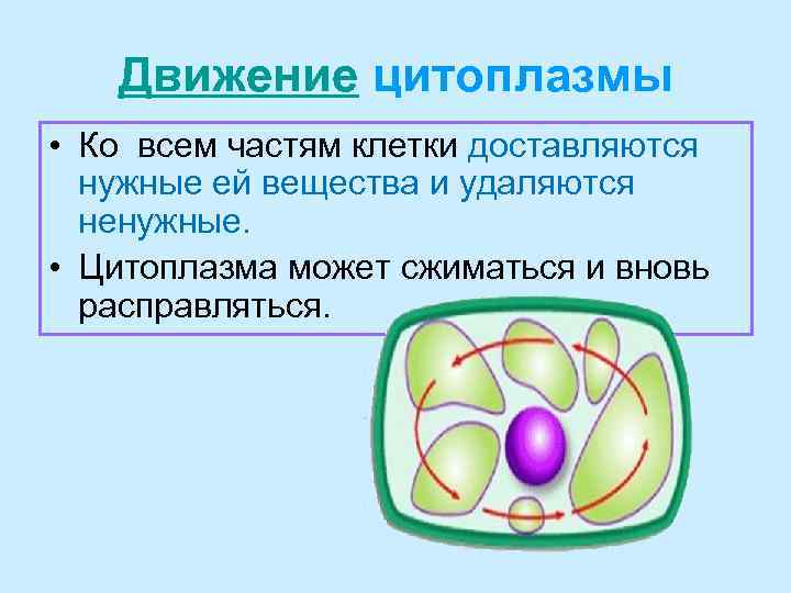 Движение цитоплазмы • Ко всем частям клетки доставляются нужные ей вещества и удаляются ненужные.