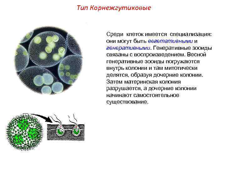 Тип Корнежгутиковые Среди клеток имеется специализация: они могут быть вегетативными и генеративными. Генеративные зооиды