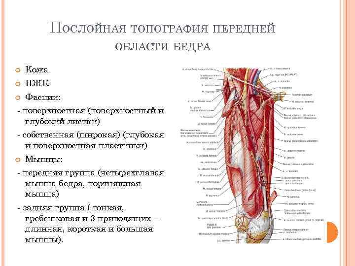 ПОСЛОЙНАЯ ТОПОГРАФИЯ ПЕРЕДНЕЙ ОБЛАСТИ БЕДРА Кожа ПЖК Фасции: - поверхностная (поверхностный и глубокий листки)