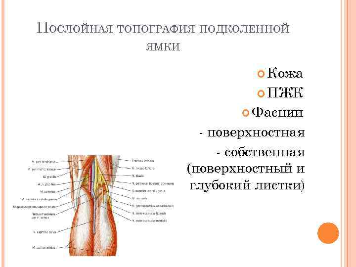 ПОСЛОЙНАЯ ТОПОГРАФИЯ ПОДКОЛЕННОЙ ЯМКИ Кожа ПЖК Фасции - поверхностная - собственная (поверхностный и глубокий