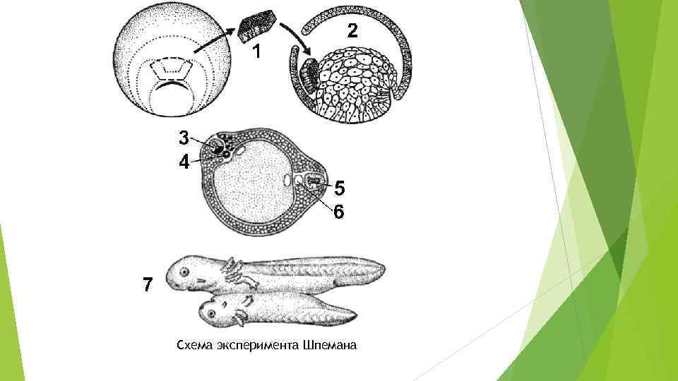 Эмбриональная индукция это в биологии