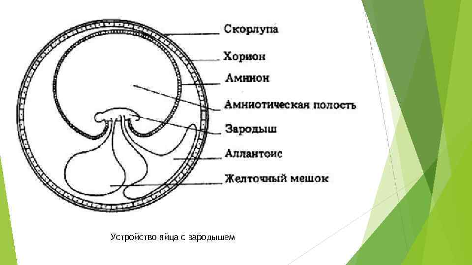 Устройство яйца с зародышем 