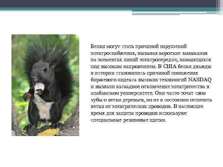 Белки могут стать причиной нарушений электроснабжения, вызывая короткие замыкания на элементах линий электропередач, находящихся