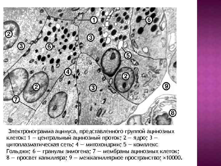  Электронограмма ацинуса, представленного группой ацинозных клеток: 1 — центральный ацинозный проток; 2 —