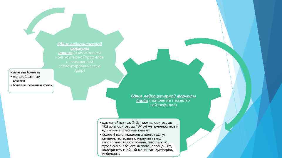  • лучевая болезнь • мегалобластные анемии • болезни печени и почек. Сдвиг лейкоцитарной