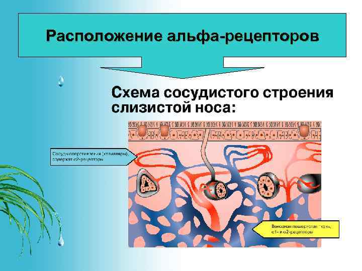 Расположение альфа-рецепторов 