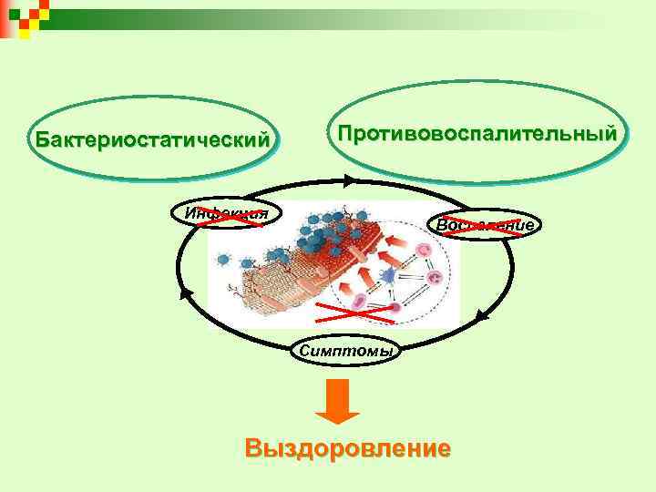 Бактериостатический Противовоспалительный Инфекция Воспаление Симптомы Выздоровление 