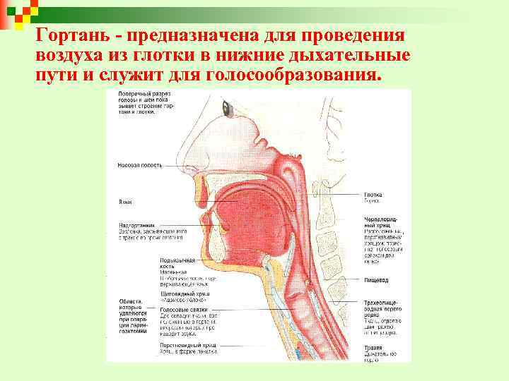 Гортань - предназначена для проведения воздуха из глотки в нижние дыхательные пути и служит