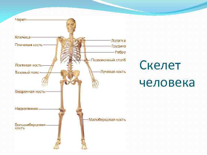 Скелет человека 