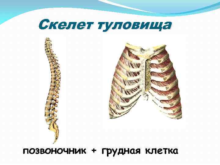 Скелет туловища позвоночник + грудная клетка 