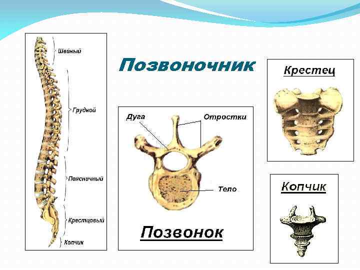 Позвоночник 