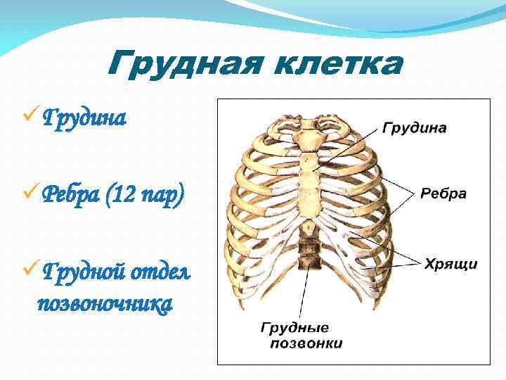Грудная клетка üГрудина üРебра (12 пар) üГрудной отдел позвоночника 