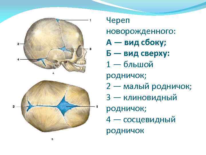 Череп новорожденного: А — вид сбоку; Б — вид сверху: 1 — бльшой родничок;
