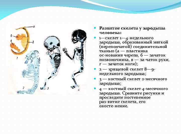  Развитие скелета у зародыша человека: 1—скелет 1— 4 недельного зародыша, образованный мягкой (перепончатой)