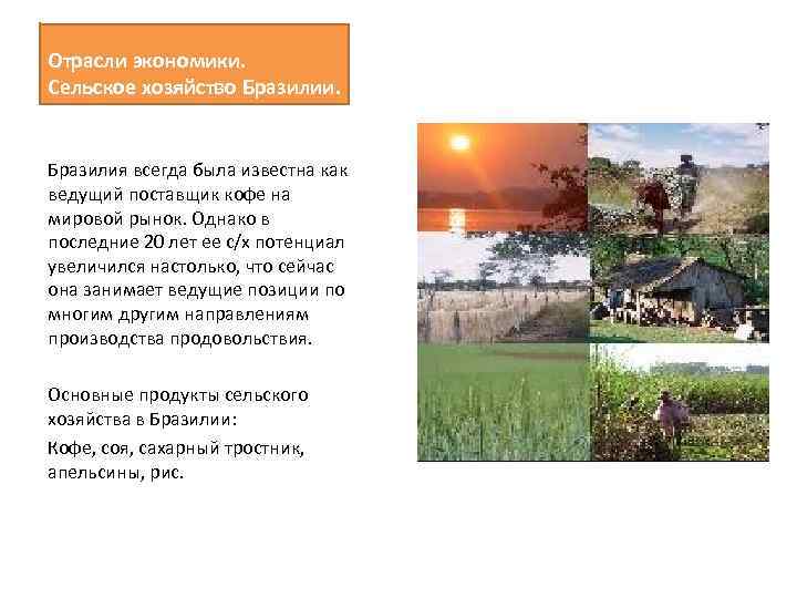 Отрасли экономики. Сельское хозяйство Бразилии. Бразилия всегда была известна как ведущий поставщик кофе на