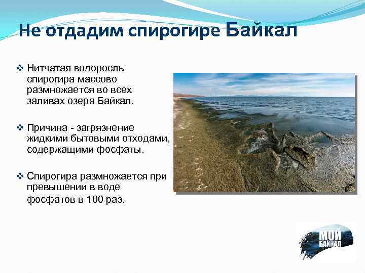 Не отдадим спирогире Байкал v Нитчатая водоросль спирогира массово размножается во всех заливах озера