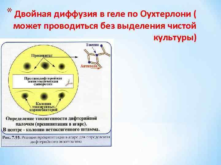 * Двойная диффузия в геле по Оухтерлони ( может проводиться без выделения чистой культуры)