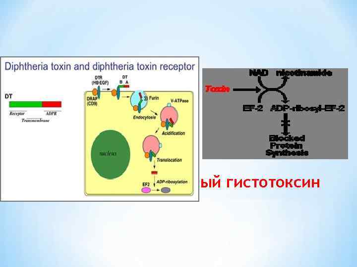* Дифтерийный гистотоксин 