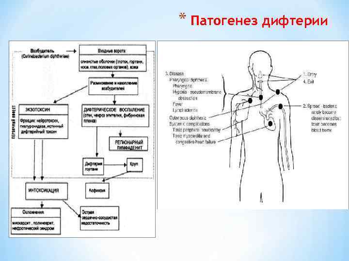 * Патогенез дифтерии 