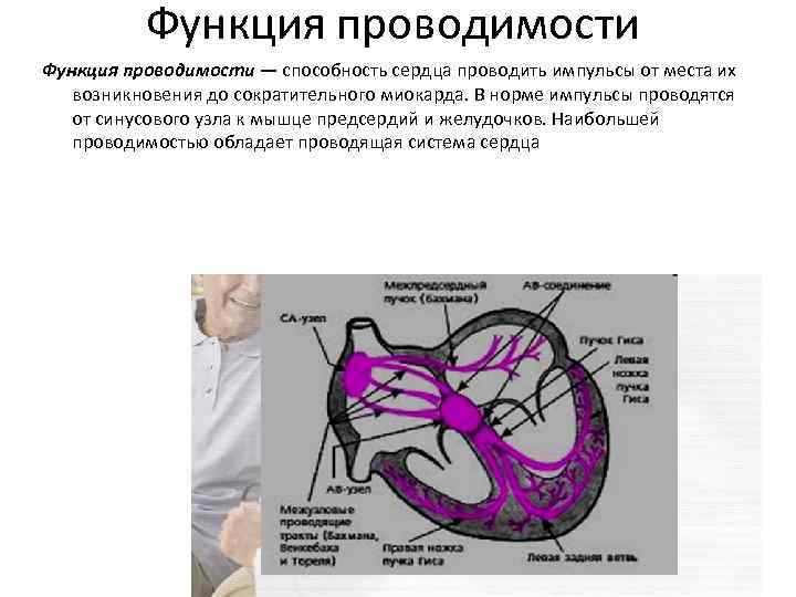 Водитель сердца