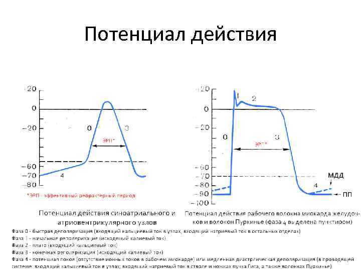 Потенциал действия 