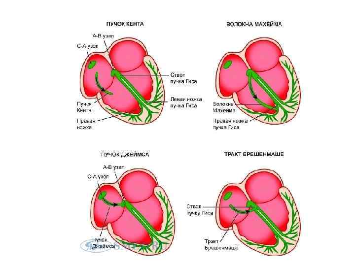 Проводимость сердца. Нарушение проводимости сердца. Нарушение электрической проводимости сердца симптомы. Механизмы нарушения проводимости сердца. Нарушение проводимости сердца приводит к.