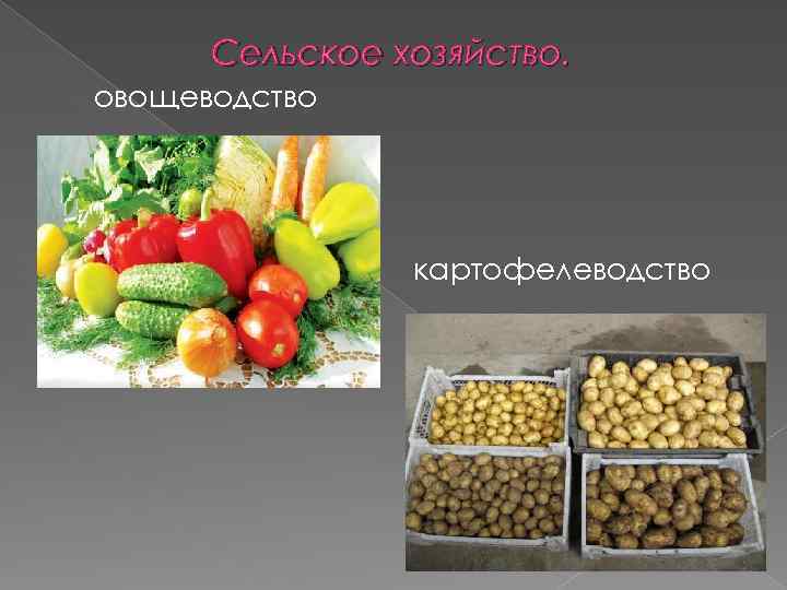 Сельское хозяйство. овощеводство картофелеводство 