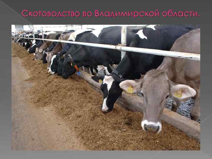 Скотоводство во Владимирской области. 