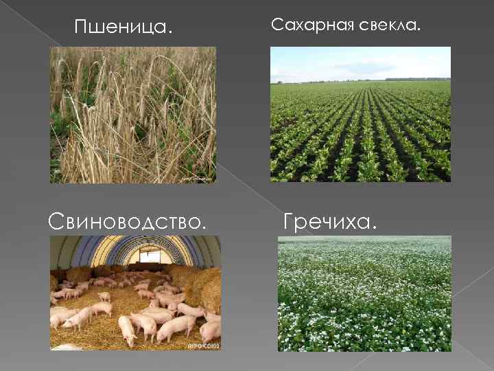 Пшеница. Свиноводство. Сахарная свекла. Гречиха. 