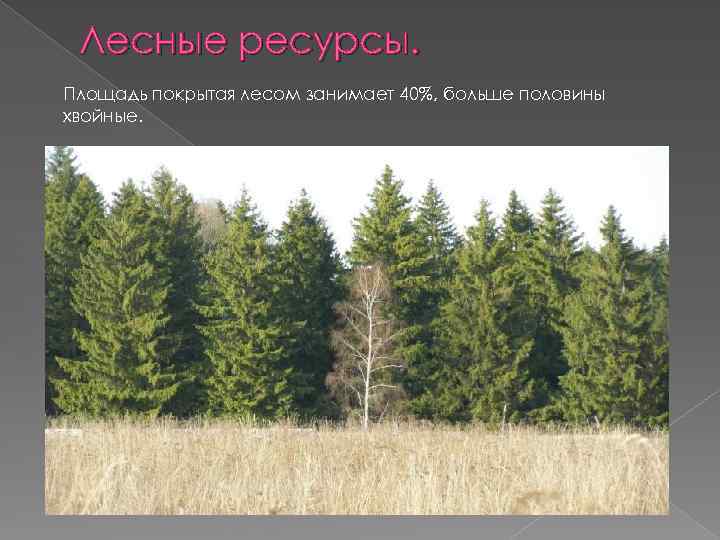 Лесные ресурсы. Площадь покрытая лесом занимает 40%, больше половины хвойные. 