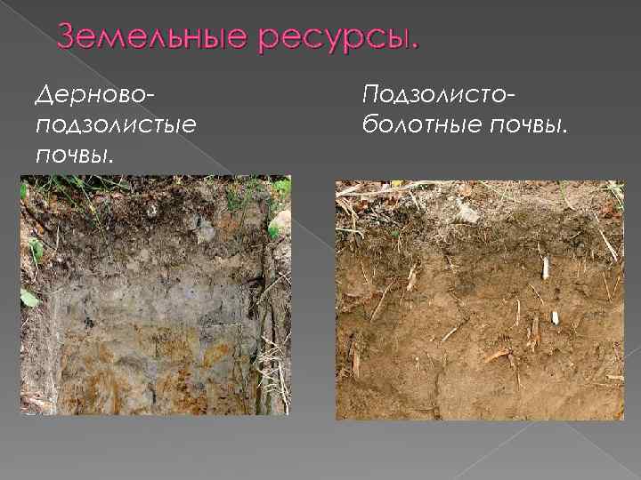 Земельные ресурсы. Дерновоподзолистые почвы. Подзолистоболотные почвы. 